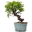 Juniperus Chinensis Itoigawa, 24 cm, ± 20 ans