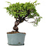 Juniperus Chinensis Itoigawa, 24 cm, ± 20 years old