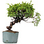 Juniperus Chinensis Itoigawa, 24 cm, ± 20 years old