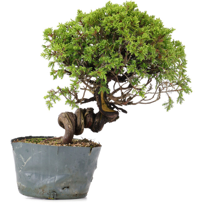 Juniperus Chinensis Itoigawa, 26 cm, ± 20 años