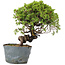 Juniperus Chinensis Itoigawa, 26 cm, ± 20 anni