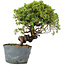 Juniperus Chinensis Itoigawa, 26 cm, ± 20 ans