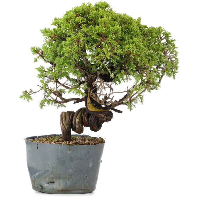 Juniperus Chinensis Itoigawa, 26 cm, ± 20 años
