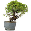 Juniperus Chinensis Itoigawa, 26 cm, ± 20 ans