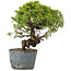 Juniperus Chinensis Itoigawa, 26 cm, ± 20 Jahre alt