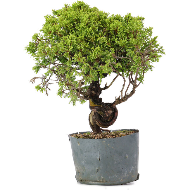 Juniperus Chinensis Itoigawa, 26 cm, ± 20 años