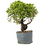 Juniperus Chinensis Itoigawa, 26 cm, ± 20 ans