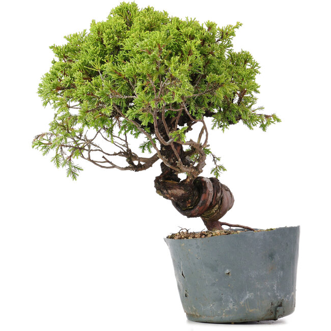 Juniperus Chinensis Itoigawa, 26 cm, ± 20 anni