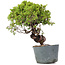 Juniperus Chinensis Itoigawa, 26 cm, ± 20 años