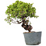 Juniperus Chinensis Itoigawa, 26 cm, ± 20 ans