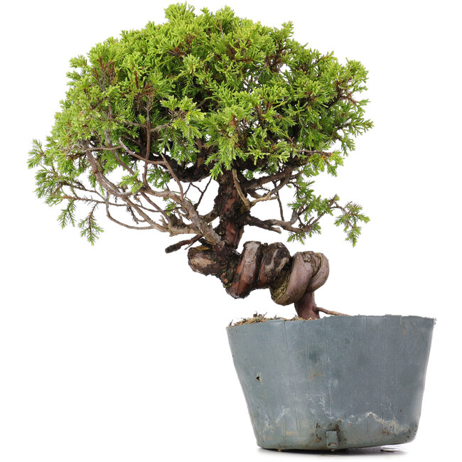 Juniperus Chinensis Itoigawa, 26 cm, ± 20 Jahre alt