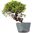 Juniperus Chinensis Itoigawa, 26 cm, ± 20 jaar oud