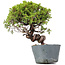 Juniperus Chinensis Itoigawa, 26 cm, ± 20 years old