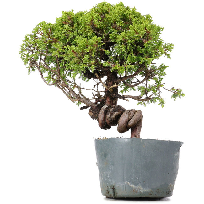 Juniperus Chinensis Itoigawa, 26 cm, ± 20 años