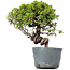 Juniperus Chinensis Itoigawa, 26 cm, ± 20 ans