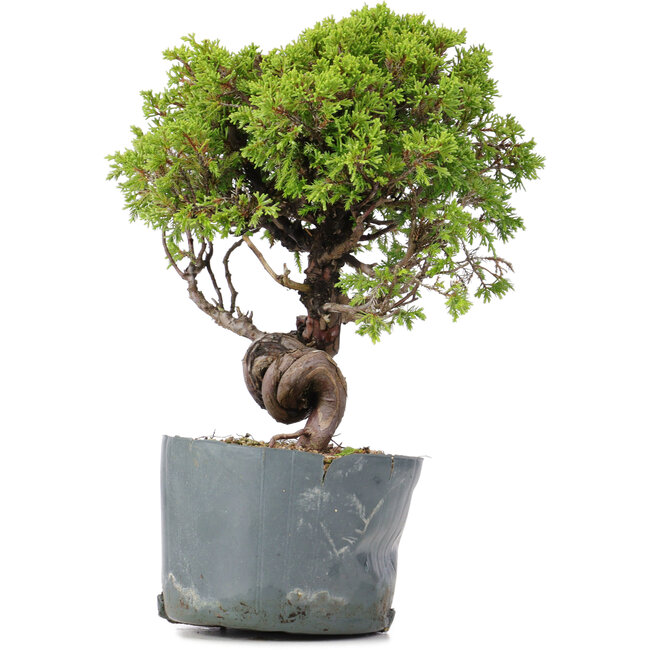Juniperus Chinensis Itoigawa, 26 cm, ± 20 ans