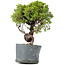 Juniperus Chinensis Itoigawa, 26 cm, ± 20 anni