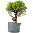 Juniperus Chinensis Itoigawa, 26 cm, ± 20 Jahre alt