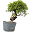Juniperus Chinensis Itoigawa, 26 cm, ± 20 jaar oud