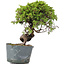 Juniperus Chinensis Itoigawa, 26 cm, ± 20 years old