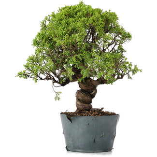 Juniperus Chinensis Itoigawa, 29 cm, ± 20 años