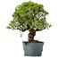 Juniperus Chinensis Itoigawa, 29 cm, ± 20 Jahre alt