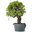 Juniperus Chinensis Itoigawa, 29 cm, ± 20 jaar oud