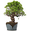 Juniperus Chinensis Itoigawa, 29 cm, ± 20 ans