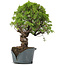 Juniperus Chinensis Itoigawa, 29 cm, ± 20 años