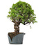 Juniperus Chinensis Itoigawa, 29 cm, ± 20 jaar oud