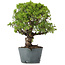 Juniperus Chinensis Itoigawa, 29 cm, ± 20 jaar oud