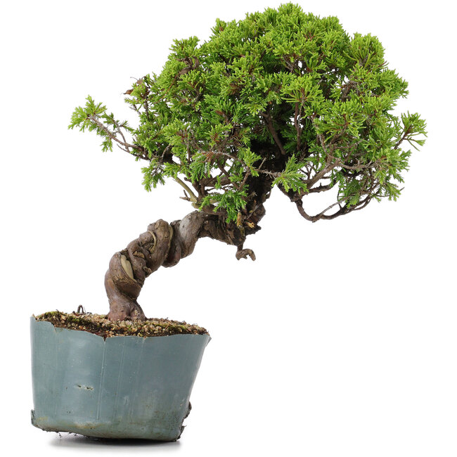 Juniperus Chinensis Itoigawa, 28 cm, ± 20 años