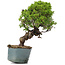 Juniperus Chinensis Itoigawa, 28 cm, ± 20 jaar oud