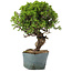 Juniperus Chinensis Itoigawa, 28 cm, ± 20 anni
