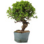 Juniperus Chinensis Itoigawa, 28 cm, ± 20 ans