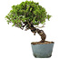 Juniperus Chinensis Itoigawa, 28 cm, ± 20 jaar oud