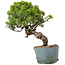 Juniperus Chinensis Itoigawa, 28 cm, ± 20 años