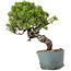 Juniperus Chinensis Itoigawa, 28 cm, ± 20 Jahre alt