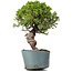 Juniperus Chinensis Itoigawa, 28 cm, ± 20 ans