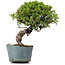 Juniperus Chinensis Itoigawa, 28 cm, ± 20 años