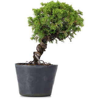 Juniperus Chinensis Itoigawa, 26 cm, ± 20 anni