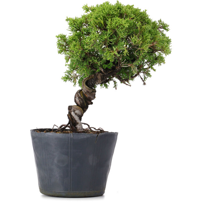 Juniperus Chinensis Itoigawa, 26 cm, ± 20 jaar oud