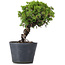 Juniperus Chinensis Itoigawa, 26 cm, ± 20 ans