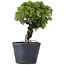 Juniperus Chinensis Itoigawa, 26 cm, ± 20 Jahre alt