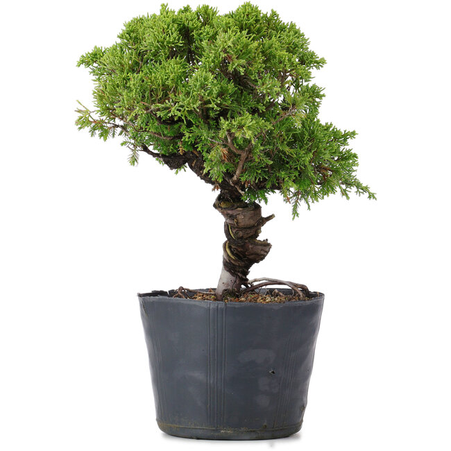 Juniperus Chinensis Itoigawa, 26 cm, ± 20 jaar oud