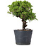 Juniperus Chinensis Itoigawa, 26 cm, ± 20 ans