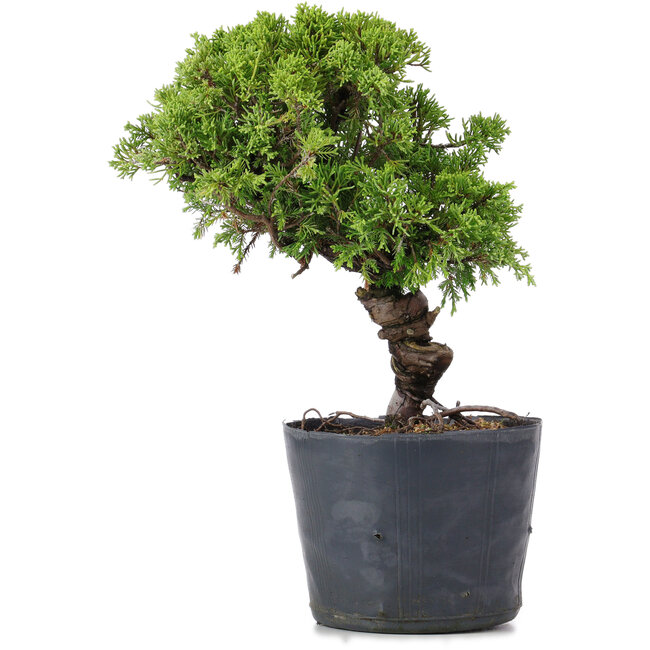 Juniperus Chinensis Itoigawa, 26 cm, ± 20 Jahre alt