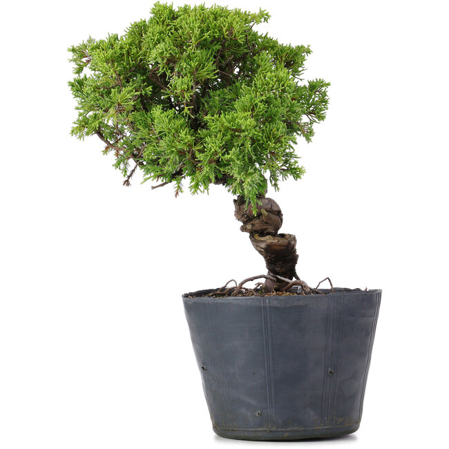 Juniperus Chinensis Itoigawa, 26 cm, ± 20 years old