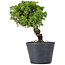 Juniperus Chinensis Itoigawa, 26 cm, ± 20 ans