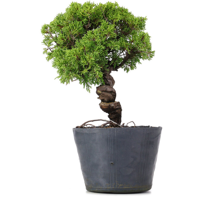 Juniperus Chinensis Itoigawa, 26 cm, ± 20 años